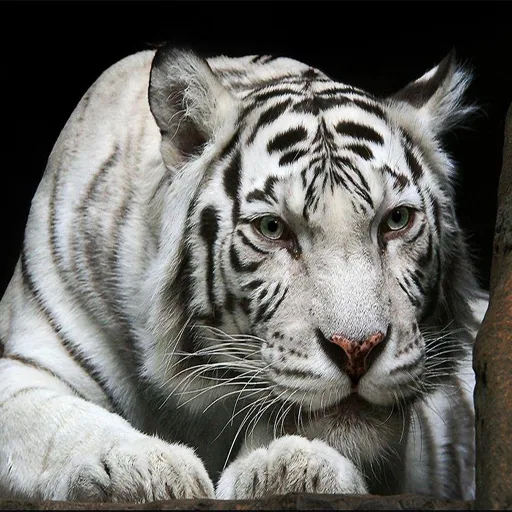 Rompecabezas de Animales Tigre