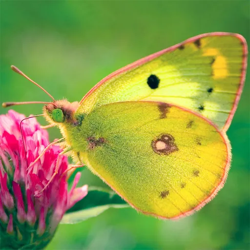 Natuurpuzzel Vlinder